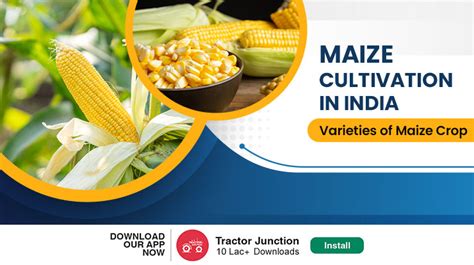 Maize Cultivation and Varieties of Maize Crop in India