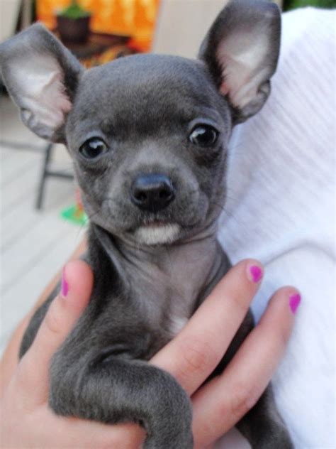 Blue Chihuahua | All I've Got is a Photograph... | Teacup chihuahua ...