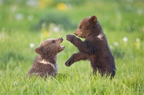 Video Of Bear Cubs Playing - Ebba Neille