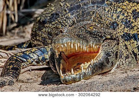 Teeth Crocodile. Teeth Image & Photo (Free Trial) | Bigstock