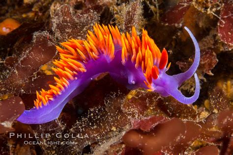 Purple Sea Slug Purple Sea Slugs Surprise Beachgoers In Northern ...