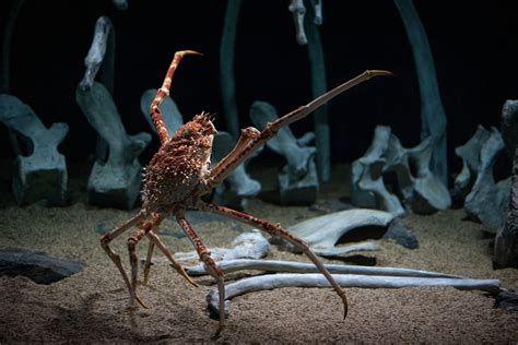 Japanese spider crab wallpaper from the Monterey Bay Aquarium