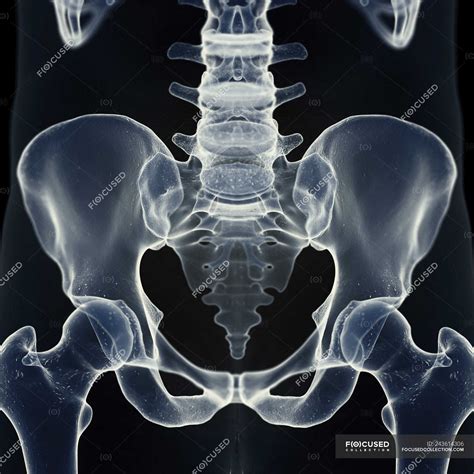 Sacrum Anatomy Xray