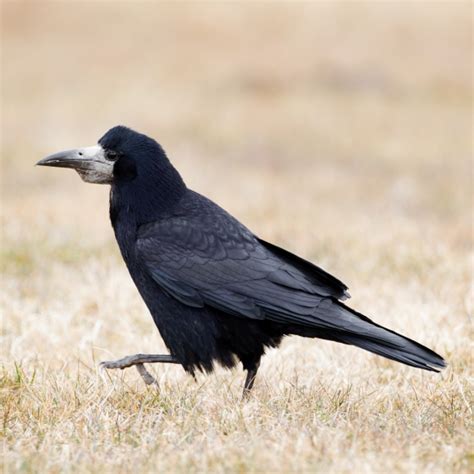 Rook | BTO - British Trust for Ornithology