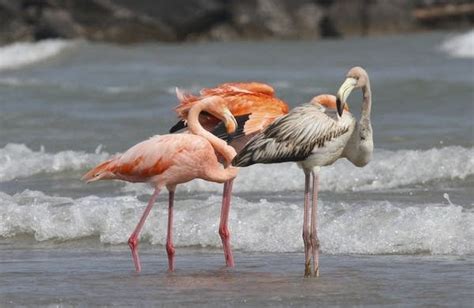 Flamingos in Wisconsin? Tropical birds visit Lake Michigan beach in a ...