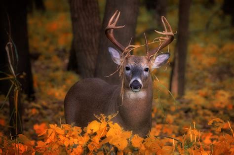 Download Stare Fall Animal Deer HD Wallpaper