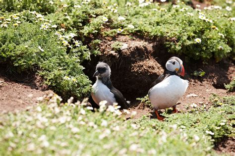 Puffin Facts: Types, Behavior, Habitat