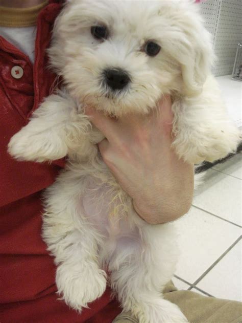 Pin on Dollar the Shihtzu bichon mix