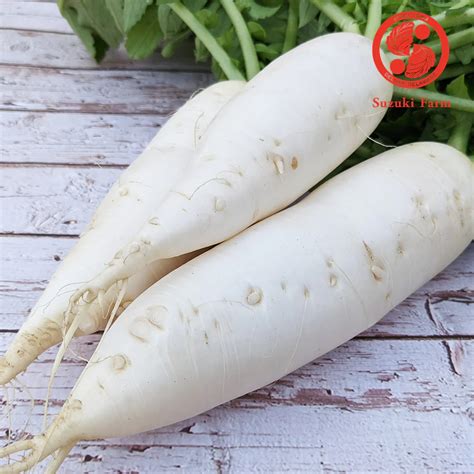 Daikon Radish Recipes