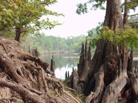 The Apalachicola National Forest covers 575,849 acres in Franklin, Leon ...