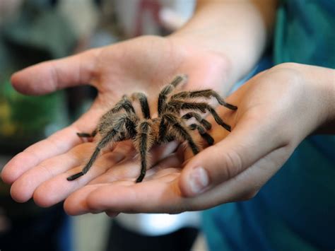 Pet Tarantulas Bite