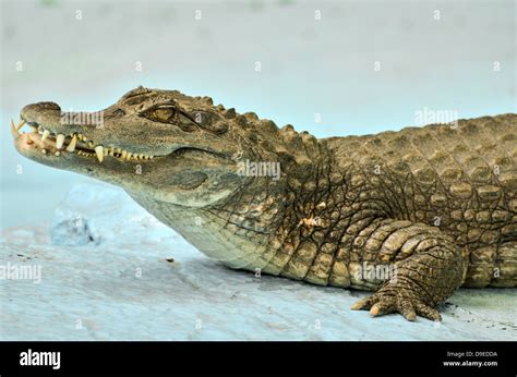 Small Cayman crocodile Stock Photo, Royalty Free Image: 57480902 - Alamy