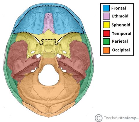 Anterior Cranial Fossa - Boundaries - Contents - TeachMeAnatomy