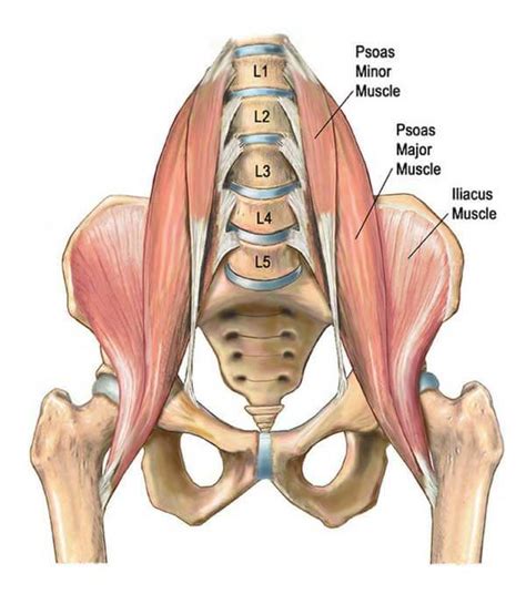 5 Exercises for Tight Hip Flexors – Movement Enhanced