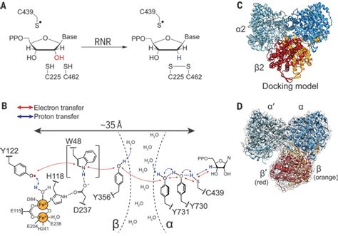 Structure of a trapped radical transfer pathway within a ribonucleotide ...