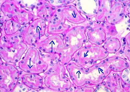 Renal Tubule Histology