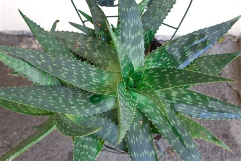 Aloe Vera Plant Care: Learn to Grow This Healing Succulent - Natalie Linda