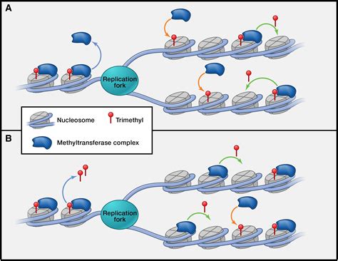 Holding on through DNA Replication: Histone Modification or Modifier?: Cell