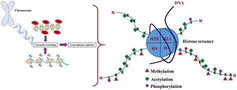 15 Extraordinary Facts About Histone Acetylation - Facts.net