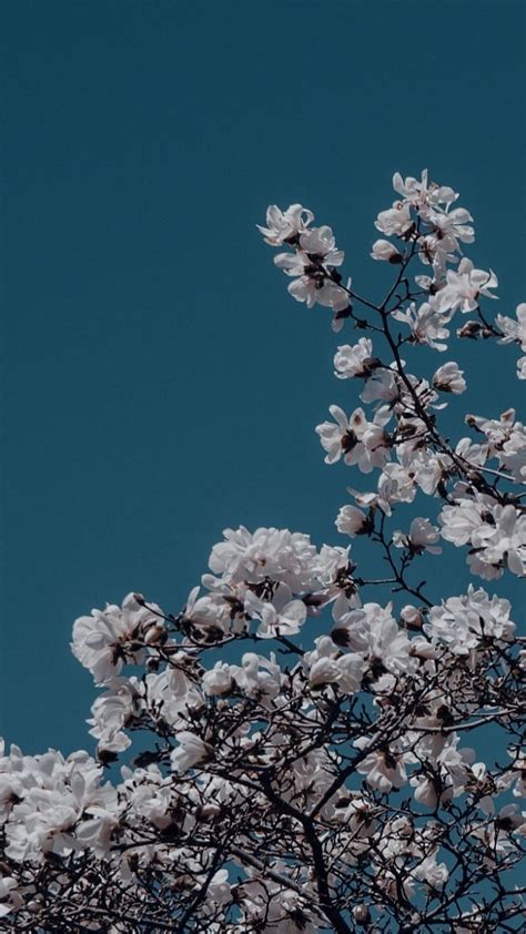 1366x768px, 720P free download | Blue aesthetic, flowers, HD phone ...