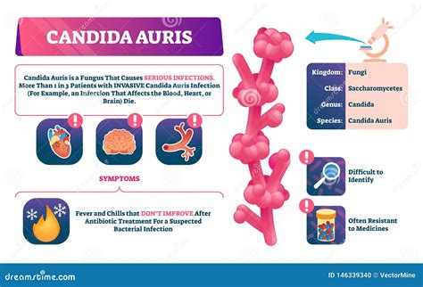 Candida Auris Infection Close-Up. Medical Research And Treatment ...