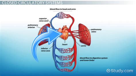 Closed Circulatory System Definition Biology - JaliyahatYu