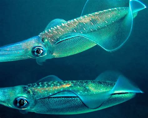 Bigfin reef squid - Facts, Diet, Habitat & Pictures on Animalia.bio