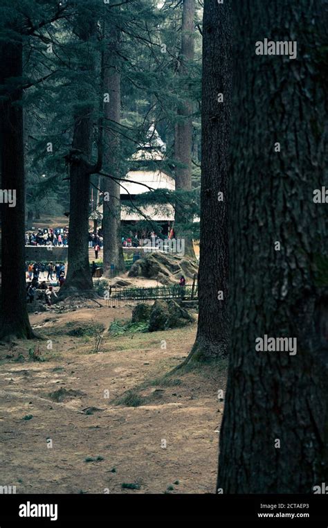 MANALI, INDIA - Jan 06, 2020: Inside a Pine Tree Forest, Famous Hadimba ...