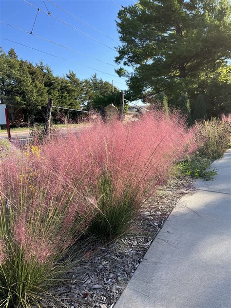 Muhlenbergia Pink Muhly Grass, 57% OFF