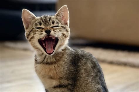 Do kittens Lose their Teeth? - Feed Stray Cats