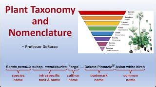 Plant Taxonomy Classification