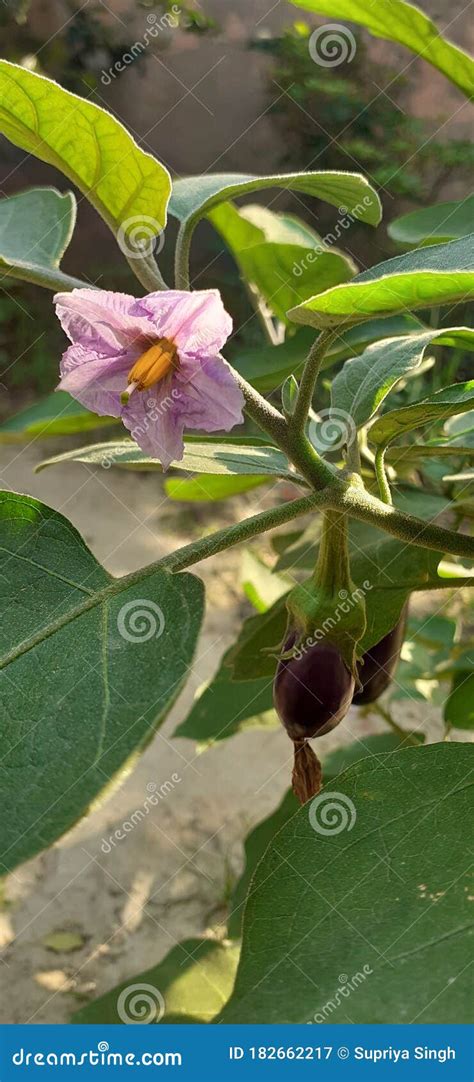 Brinjal or Eggplant Flowers and Fruits on Plant Stock Image - Image of ...