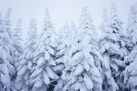 Wallpaper Snow Covered Pine Trees During Daytime, Background - Download ...