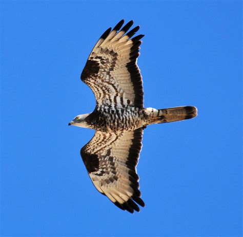 Bird Nerds: Hundreds & hundreds... of Honey Buzzards!