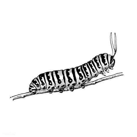 Illustration of a caterpillar | premium image by rawpixel.com ...