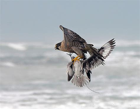 peregrine falcon hunting | My HD Animals