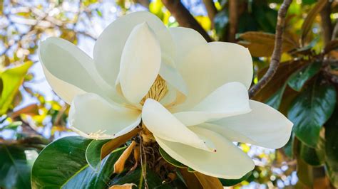 Evergreen magnolias: a user’s guide | The Australian