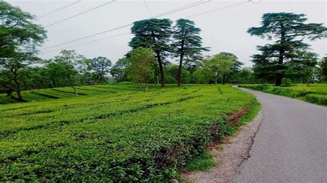 Can Kangra tea reclaim former glory with coveted EU PGI tag? Industry ...