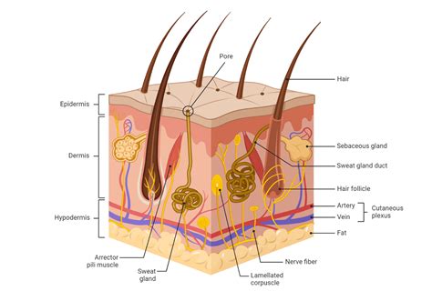 Skin Definition, Structure And Functions Of Skin