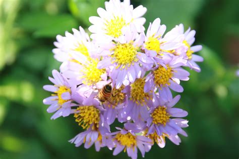 Aster | Raymonds Garden Center - Hendersonville NC