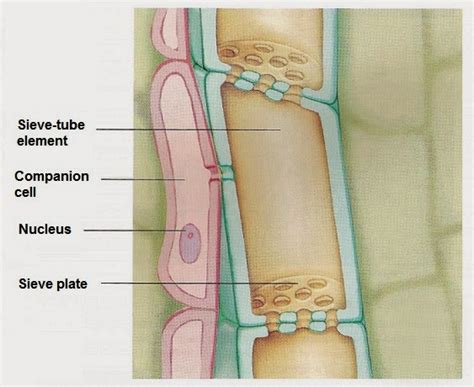 #41 Transport In phloem | Biology Notes for A level