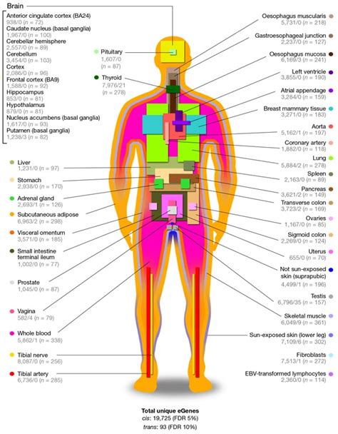 Beringova úžina stehno plešatý human body map pedagogika polkruh úder