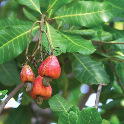 Cashew (Anacardium occidentale) | Tooth Mountain Nursery