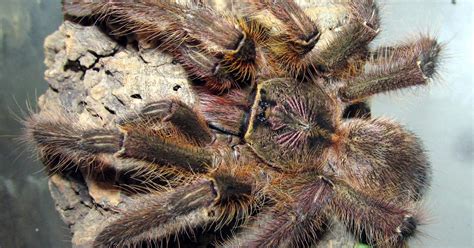 Lots Of Spiders Eat Bats (And Not Just In Your Nightmares) | Cracked.com