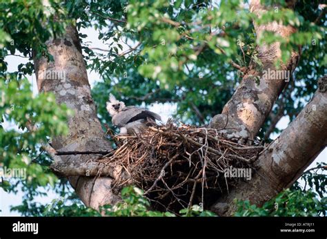 Harpy eagle nest hi-res stock photography and images - Alamy