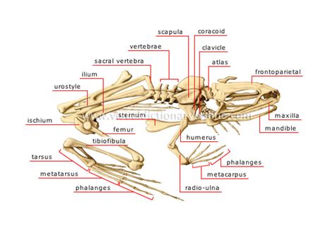 ANIMAL KINGDOM :: AMPHIBIANS :: FROG :: SKELETON OF A FROG image ...