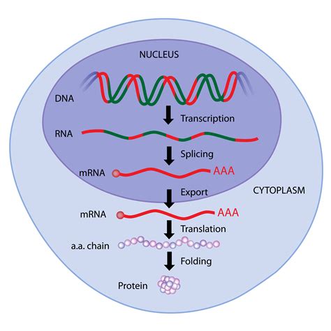 Regulation of Gene Expression in Eukaryotes