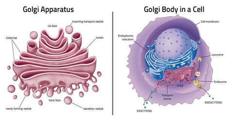 Golgi Body | Golgi Apparatus | Define ,Functions, Life of cell without ...