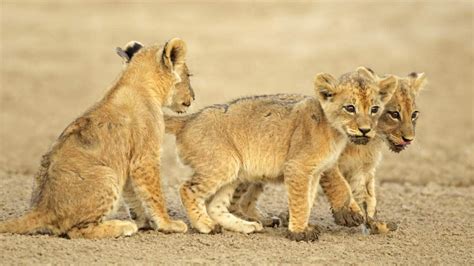 South African lion cubs born from artificial insemination in first for ...