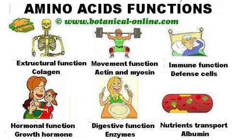 Amino acids functions – Botanical online